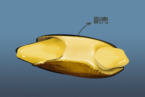 能鉆鑿巖石的海筍